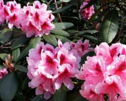 If you plan your trip in May, you can witness a beautiful collection of hybridized Rhododendron cultivars. The garden has about 1000 types of Rhodos.